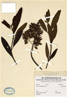 藏品(小葉金雞納樹)的圖片